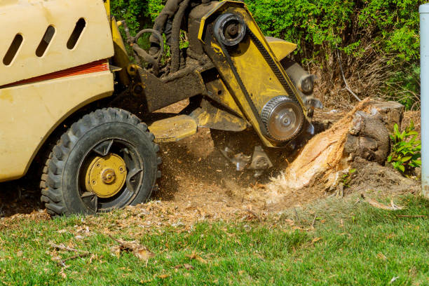 Best Emergency Tree Removal  in Ottumwa, IA
