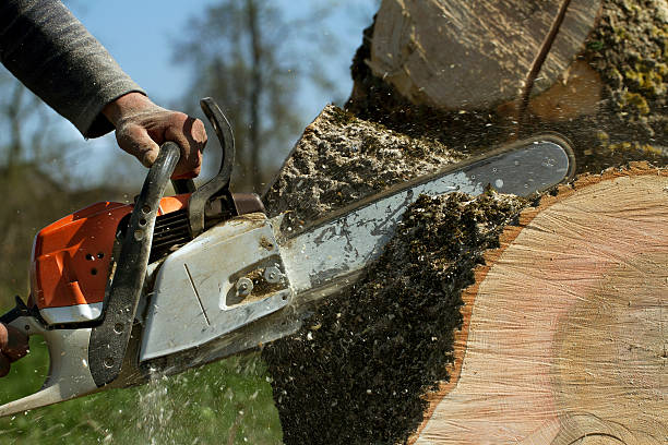 Best Commercial Tree Services  in Ottumwa, IA
